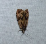 Tortricid moth (Olethreutes)