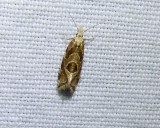 Tortricid moth (Aethes sp.)