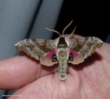 One-eyed sphinx moth  (<em>Smerinthus cerisyi</em>), #7822