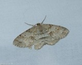 Signate melanophia moth  (<em>Melanolophia signataria</em>?), #6621