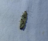 Maple twig borer moth (Proteoteras aesculana), #3230