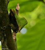 Treehopper (<em>Telamona excelsa</em>)