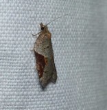MacDunnoughs Acleris  moth (<em>Acleris macdunnoughi</em>), #3506