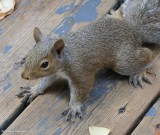 Grey squirrel (<em>Sciurus carolinensis</em>)