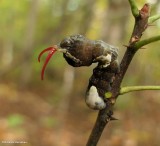 Eastern giant swallowtail butterfly caterpillar  (<em>Papilio cresphontes</em>)