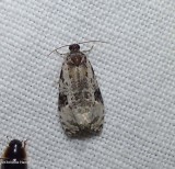 Tortricid moth (<em>Apotomis albeolana</em>), #2763