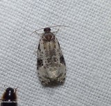 Tortricid moth (Apotomis albeolana), #2763