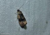 Pink-washed leafroller moth (Hedya separatana), #2860
