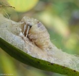 Tussock moth, female (<em>Orgyia</em> sp.)