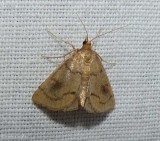 Mint root borer moth  (<em>Fumibotys fumalis</em>), #4950