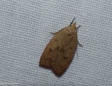 Gold-striped leaftier moth  (<em>Machimia tentoriferella</em>),  #0951