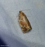 Oak leafroller (Archips semiferana), #3653
