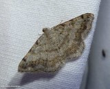 Faint-spotted angle moth  (<em>Digrammia ocellinata</em>), #6386