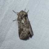 Double-lined prominent moth (<em>Lochmaeus bilineata<?em>),  #7999