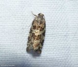 Spring spruce needle moth (Archips packardiana), #3667