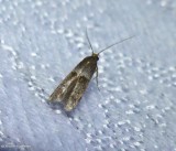 Scavenger moth (Blastobasid)