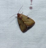 The wedgeling moth (<em>Galgula partita </em>), #9688