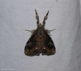 Definite tussock moth  (<em>Orgyia definita</em>), #8314