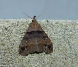 Ambiguous moth  (<em>Lascoria ambigualis</em>),  #8393