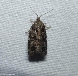 Spruce budworm moth  (<em>Cristoneura fumiferana</em>), #3638