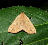 Red-lined panopoda (Panopoda rufimargo), #8587