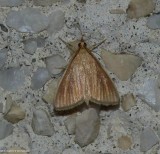 Streaked orange moth (<em>Nascia acutella</em>), #4937