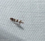 White pine barkminer moth (<em>Marmara fasciella</em>), #0708