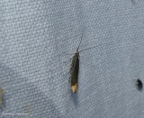 Casebearer moth (Coleophora)