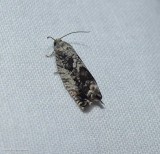 Tortricid moth (Cydia populana), #3463