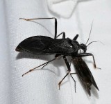 Masked hunter assassin bug (<em>Reduvius personatus</em>)