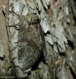 Saddled prominent moth (<em>Heterocampa guttivitta</em>), #7994