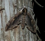 Elm sphinx moth (Ceratomia amyntor), #7786