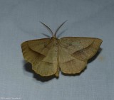 Least-marked euchlaena moth (Euchlaena irraria), #6739