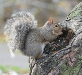 Grey squirrel (<em>Sciurus carolinensis</em>)