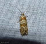 Silver-bordered aethes moth (Aethes argentilimitana), #3754.2
