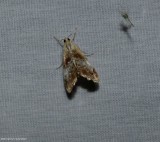 Julias dicymolomia moth (<em>Dicymolomia julianalis</em>), #4889