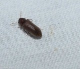 Death watch beetle (<em>Anobium</em>)