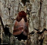 Arcigera flower moth (<em>Schinia arcigera</em>), #11128