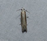Striated eucosma moth (Eucosma striatana), #2973