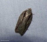 Tortricid moth (Acleris)