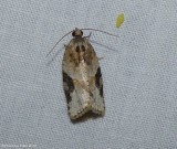 Gray-banded leafroller (Argyrotaenia mariana), #3625