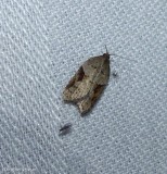 MacDunnough's Acleris moth (Acleris macdunnoughi), #3506