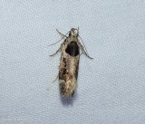 Walsingham's moth (Pseudochelaria walsinghami), #1864