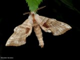 Walnut sphinx moth (<em>Amorpha juglandis</em>), #7827