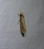 Tineid moth (<em>Tinea</em>)