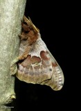 Polyphemus moth, mle  (<em>Antheraea polyphemus</em>), #7757