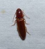 Click beetle (Athous sp.)