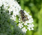 Potter wasp  (<em>Euodynerus foraminatus</em>)