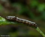 Fringe-tree sallow moth caterpillar  (<em>Sympistis chionanthi</em>), #10067