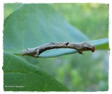 Small engrailed  moth caterpillar (<em>Ectropis crepuscularia</em>), #6597  ??